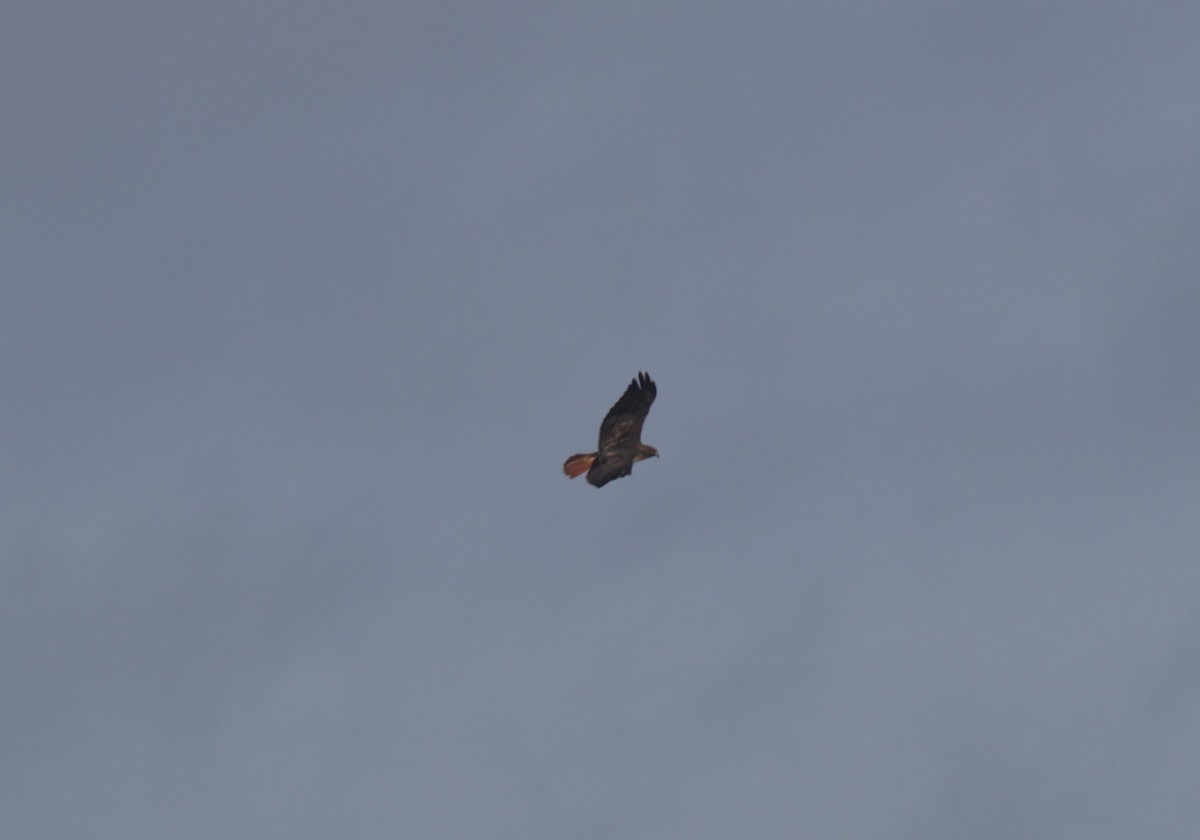 Red-tailed Hawk - ML179077501