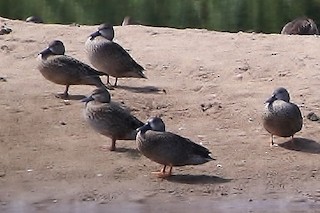 Blue-winged Teal, ML179080591
