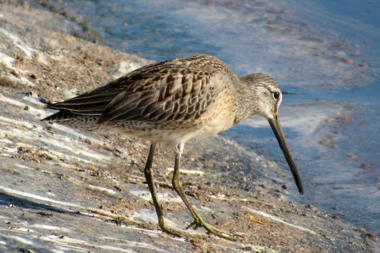 Long-billed Dowitcher - ML179081361