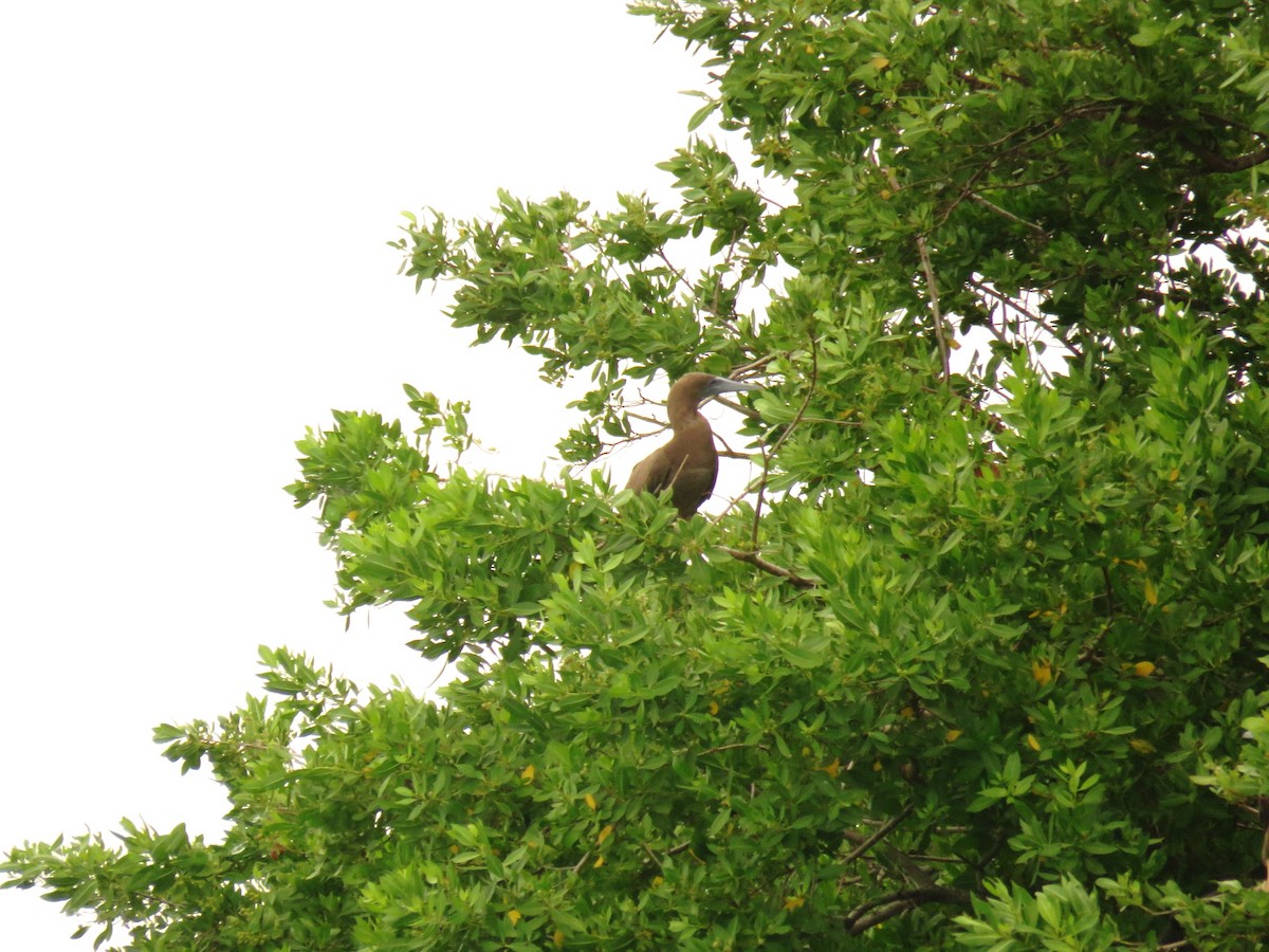 Brown Booby - ML179082041