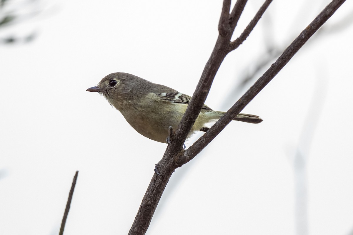 Hutton's Vireo - Andrew Newmark