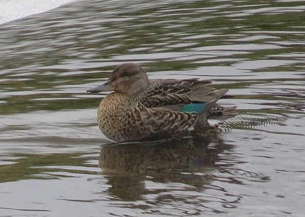 Green-winged Teal - Bonnie Roemer