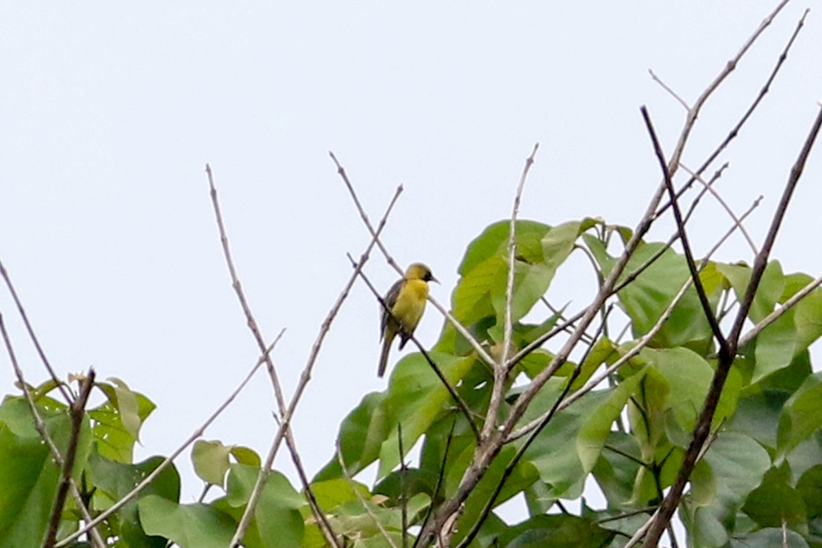 Orchard Oriole - ML179085341