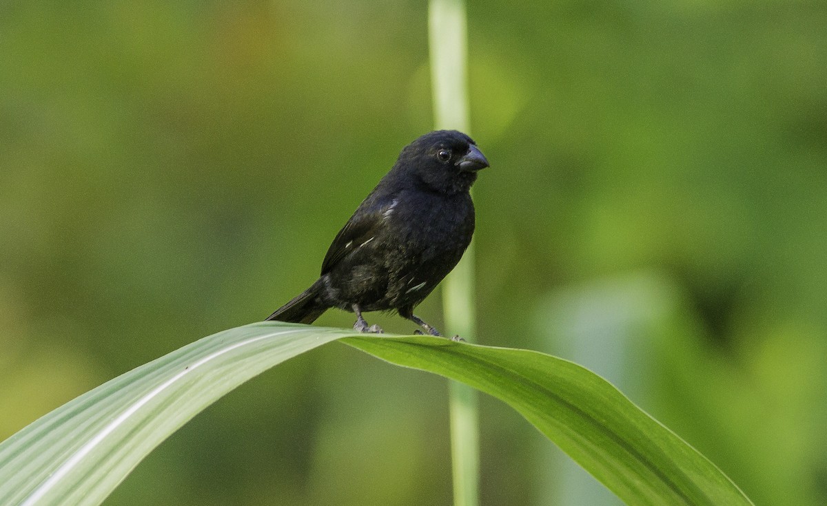 Variable Seedeater - ML179091761