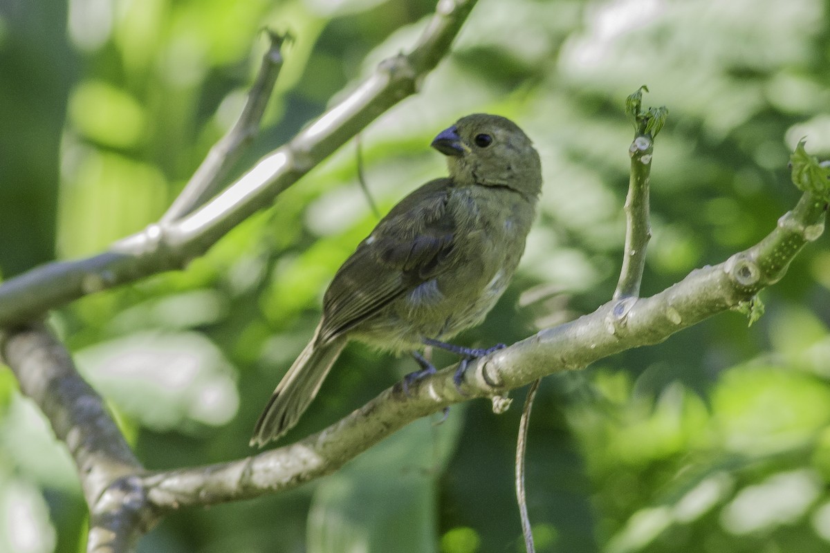 Variable Seedeater - ML179091771
