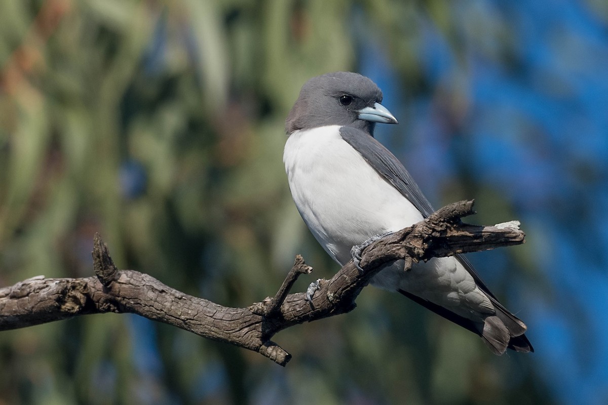 White-breasted Woodswallow - ML179099061