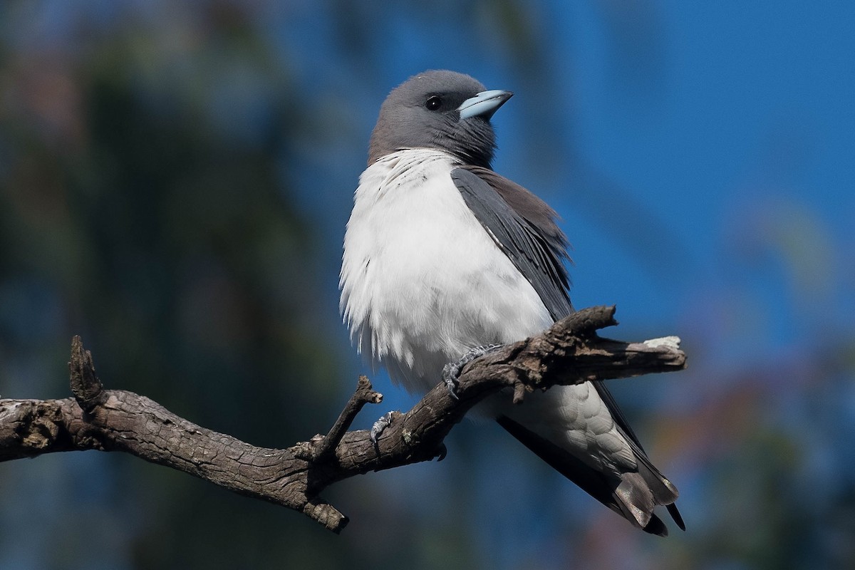 White-breasted Woodswallow - ML179099091