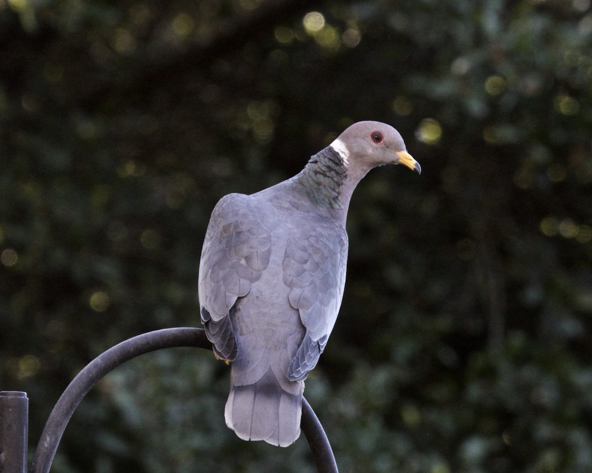Pigeon à queue barrée - ML179099181