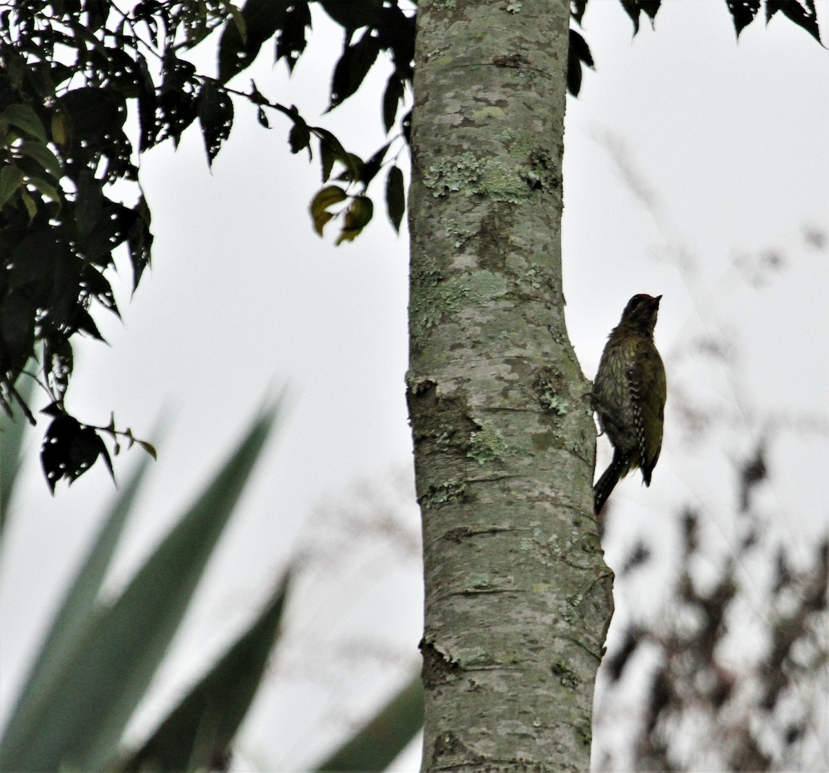 Streak-throated Woodpecker - ML179101701