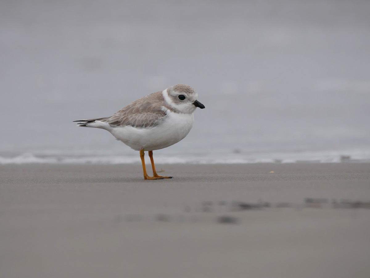 Piping Plover - Rob Edsall