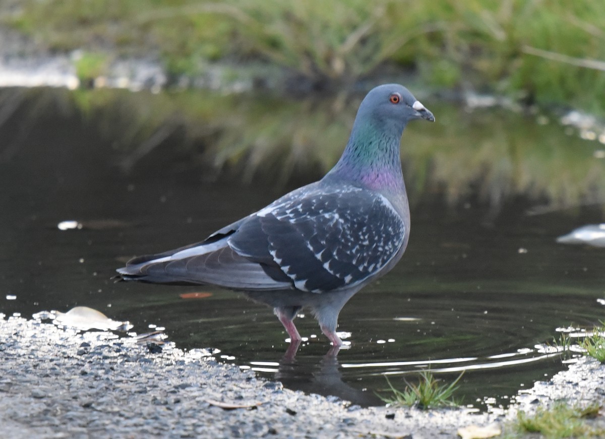 Rock Pigeon (Feral Pigeon) - Bruce Wedderburn