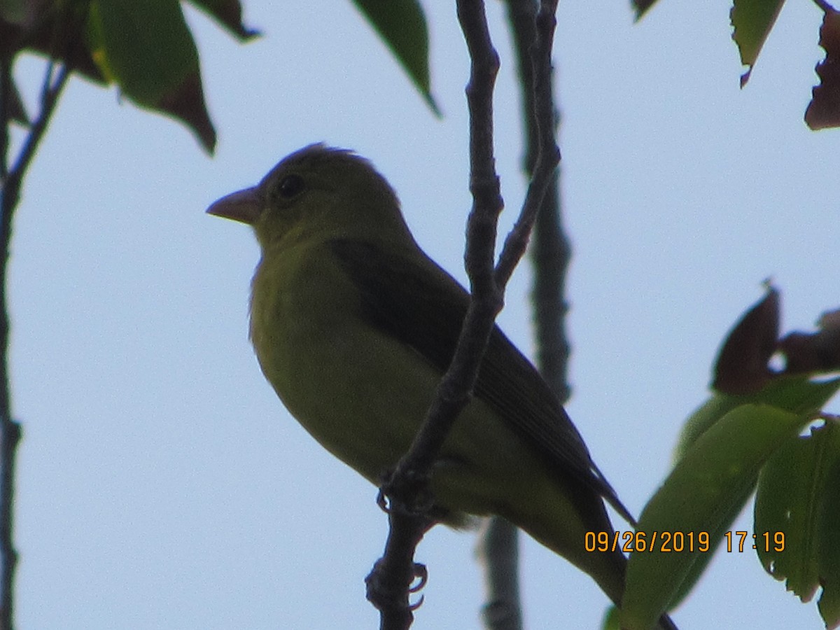 Scarlet Tanager - ML179108631