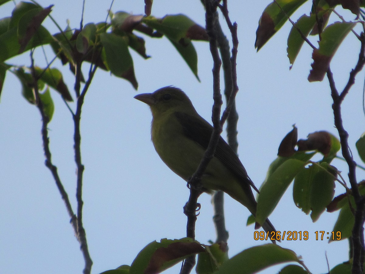 Scarlet Tanager - ML179108651