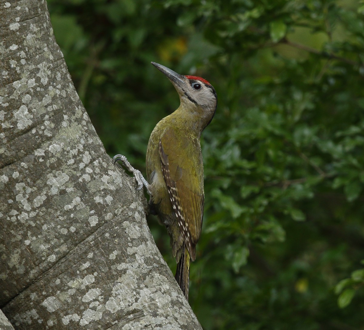 Gray-headed Woodpecker - Vinit Bajpai