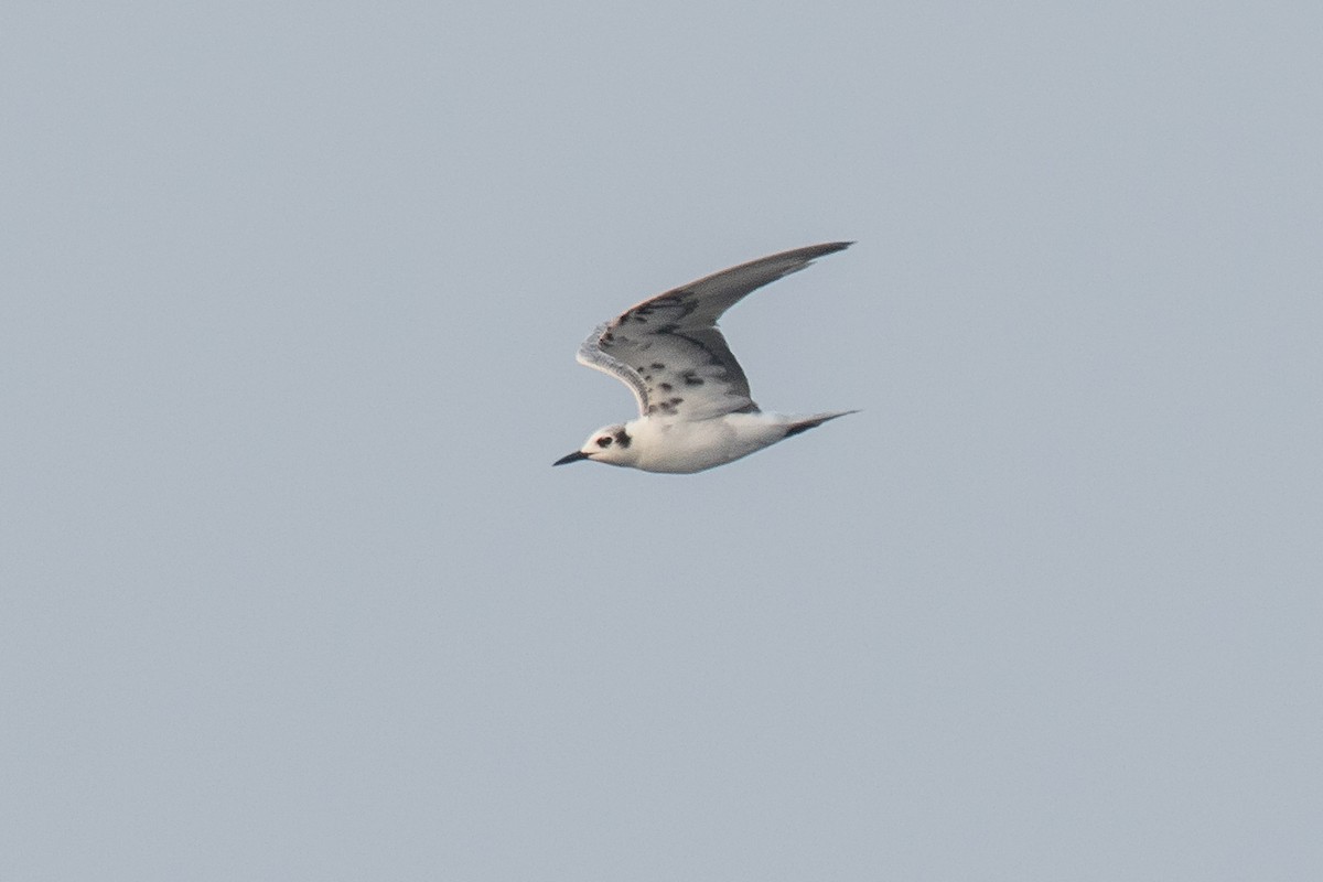 White-winged Tern - ML179112391