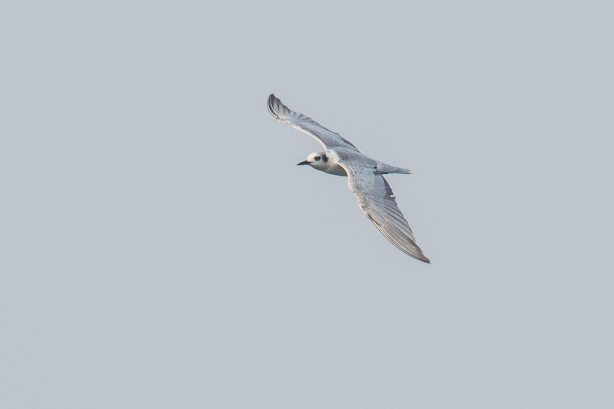White-winged Tern - ML179112401