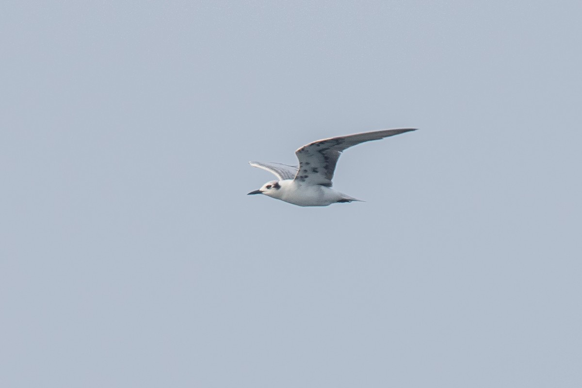 White-winged Tern - ML179112411