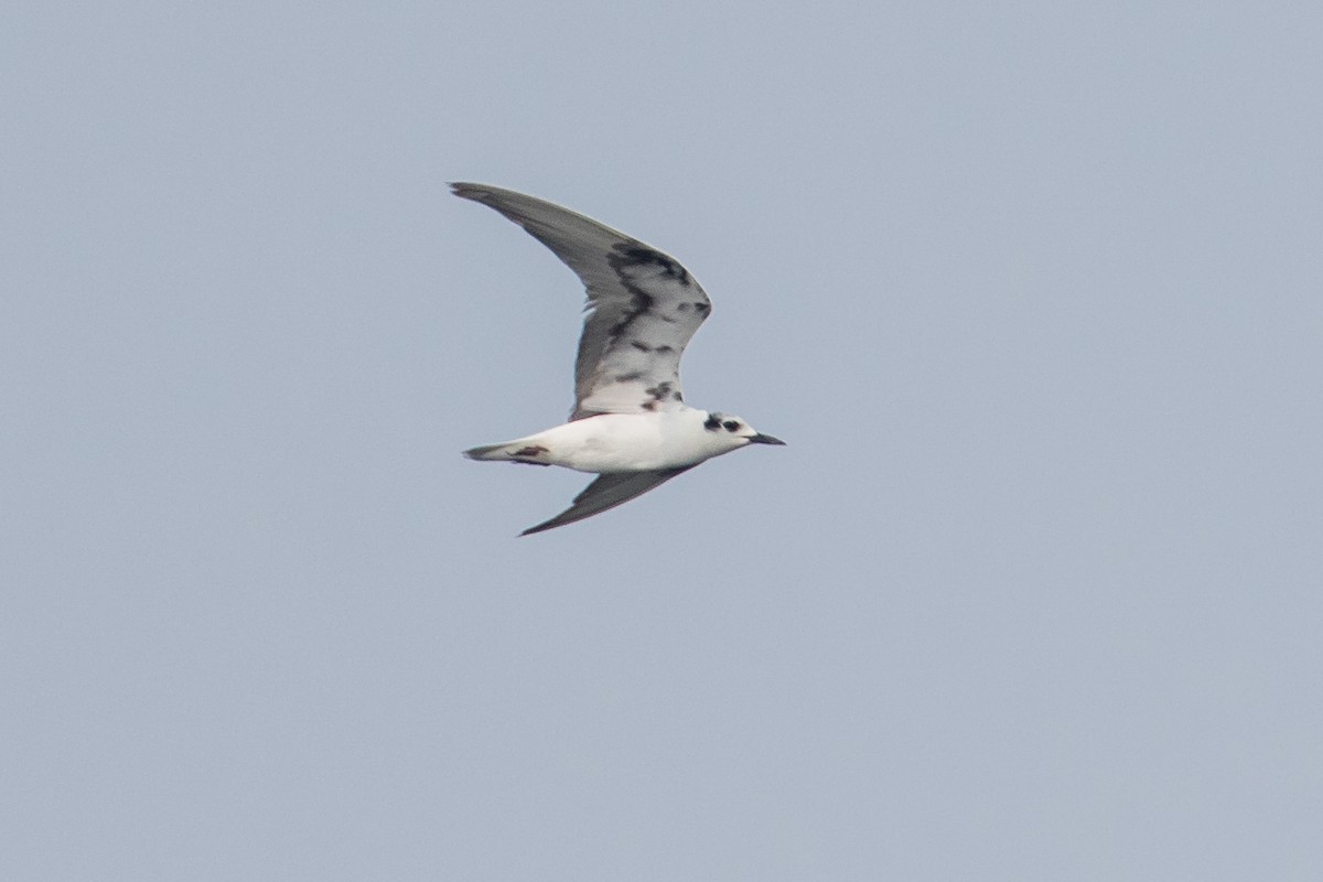 White-winged Tern - ML179112421