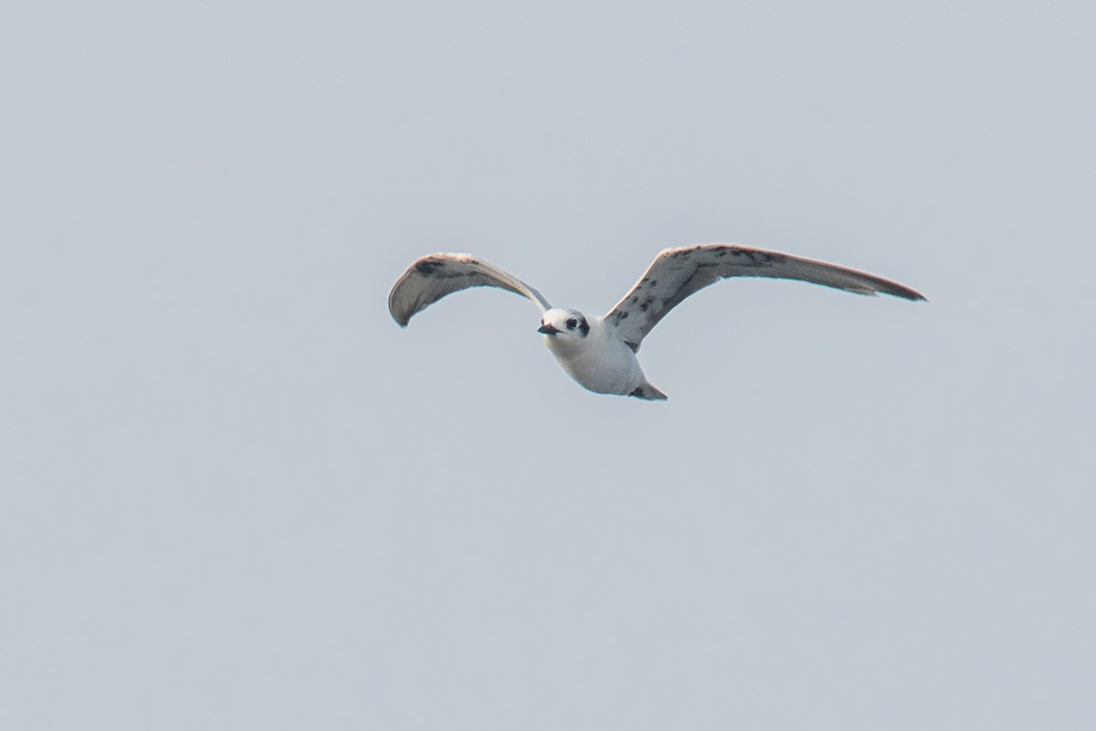 White-winged Tern - ML179112431