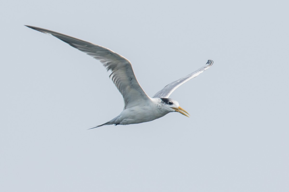 Great Crested Tern - ML179112481