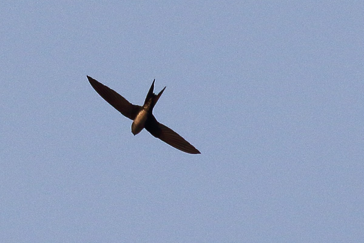 Fork-tailed Palm Swift - Dan Vickers