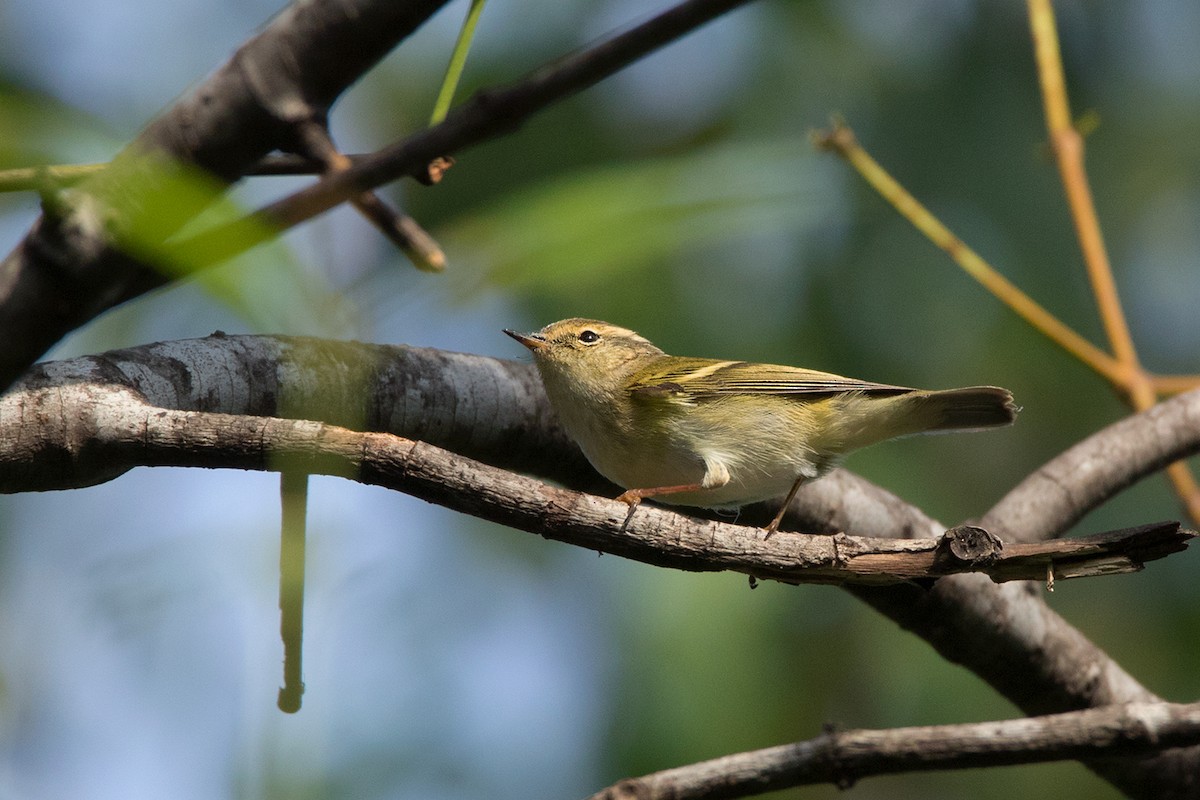 Yellow-browed Warbler - ML179114101