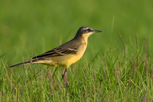 Eastern Yellow Wagtail (Eastern)