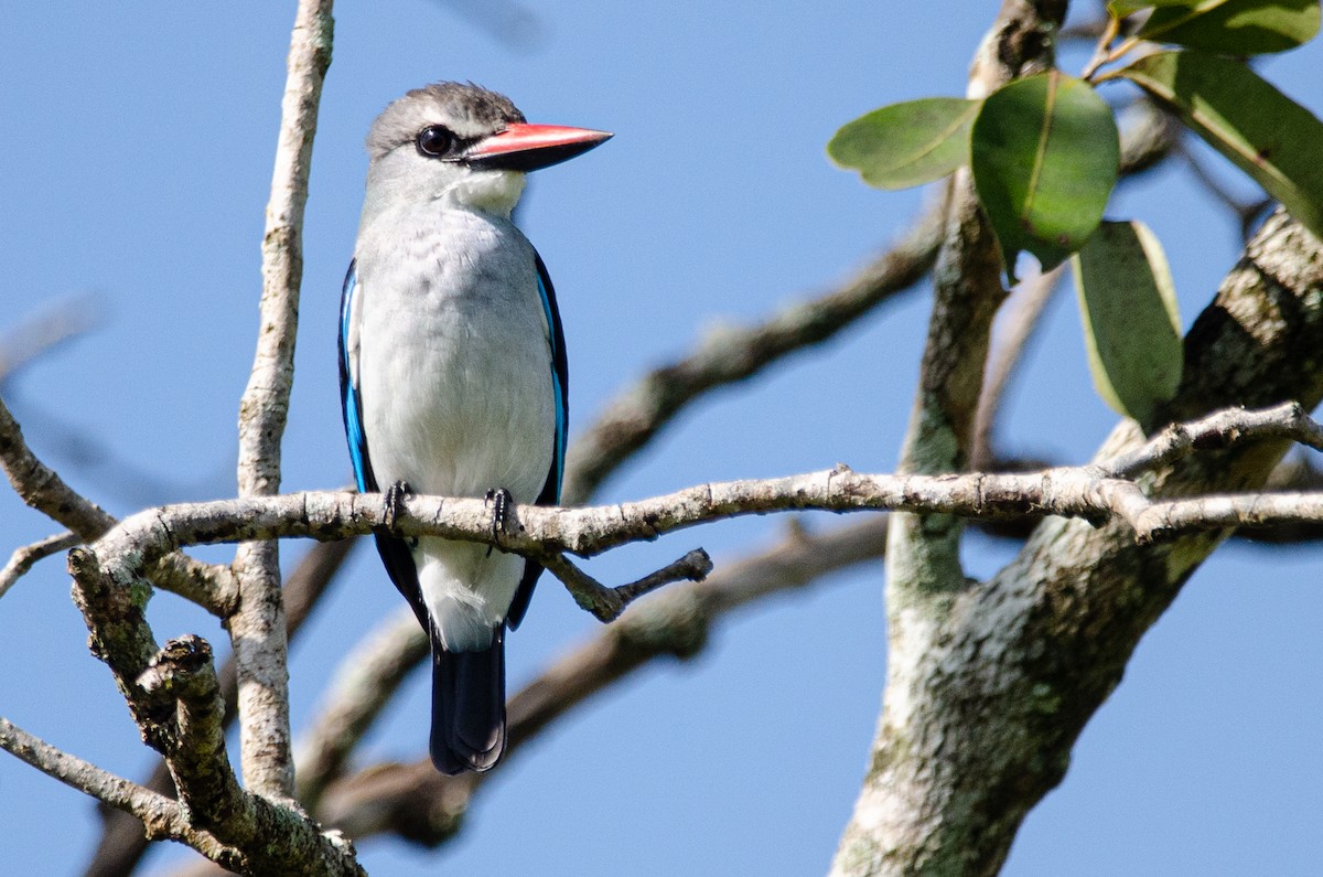 Woodland Kingfisher - Antoon De Vylder