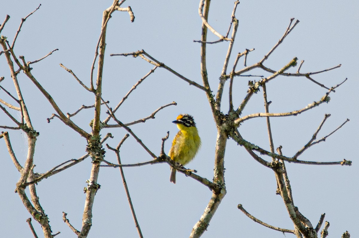 Yellow-fronted Tinkerbird - Antoon De Vylder