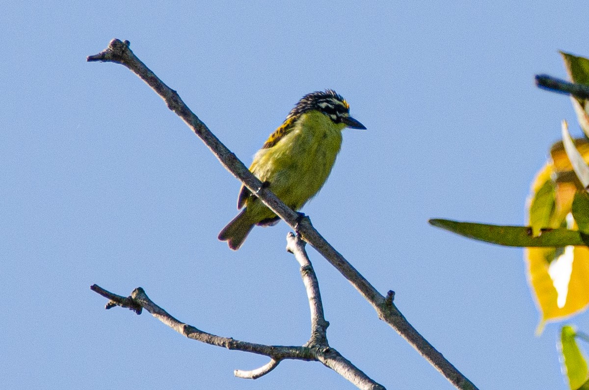 Yellow-fronted Tinkerbird - ML179115481