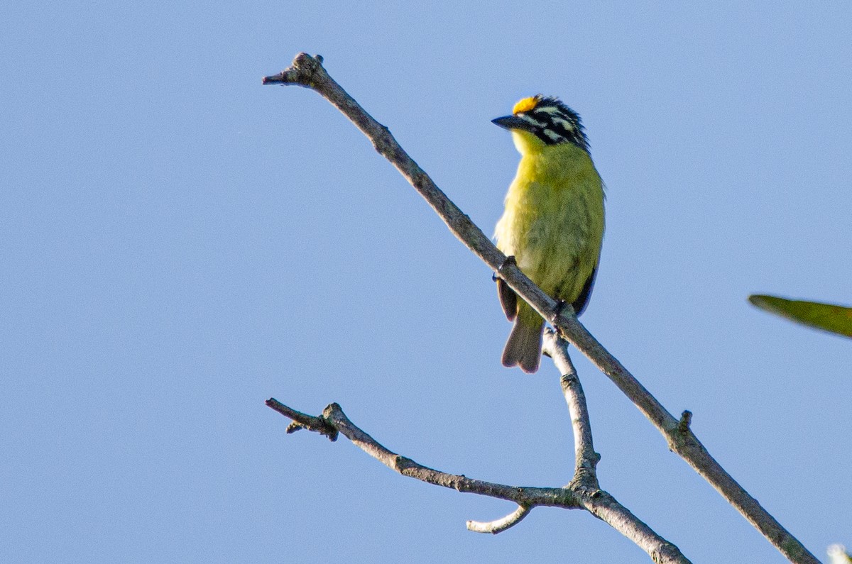 Yellow-fronted Tinkerbird - ML179115491