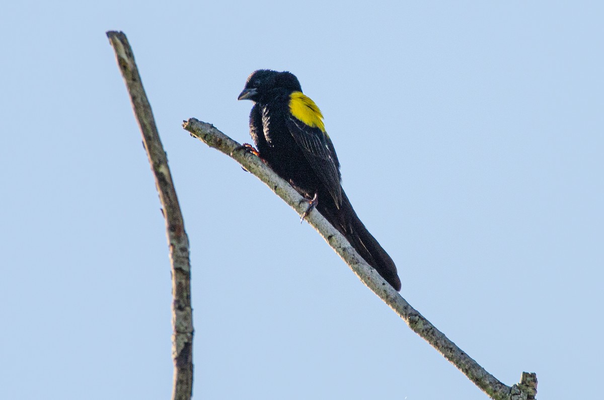 Yellow-mantled Widowbird - ML179115541