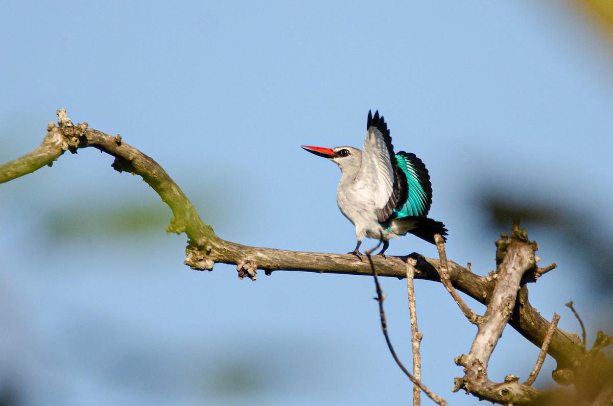 Woodland Kingfisher - Antoon De Vylder