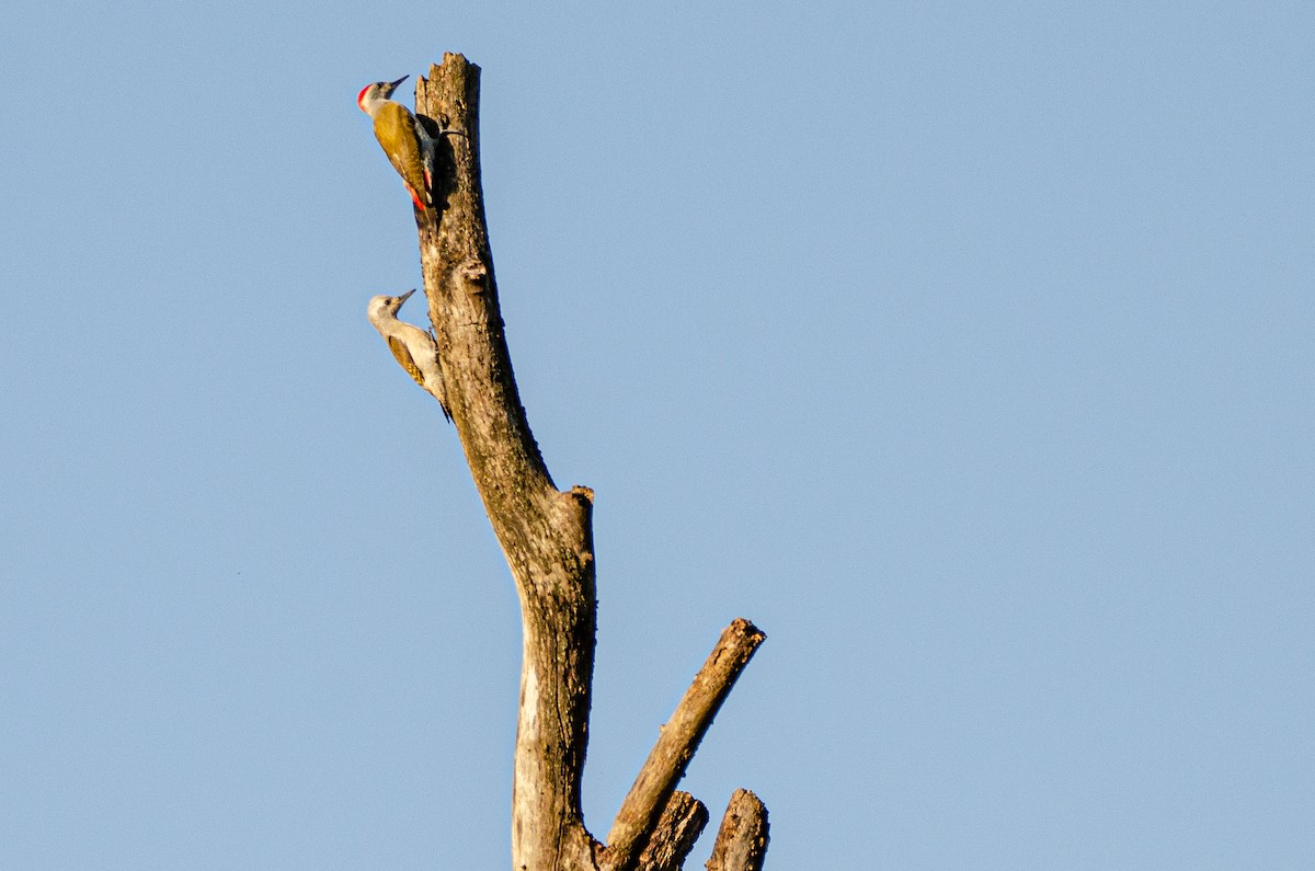 African Gray Woodpecker - Antoon De Vylder
