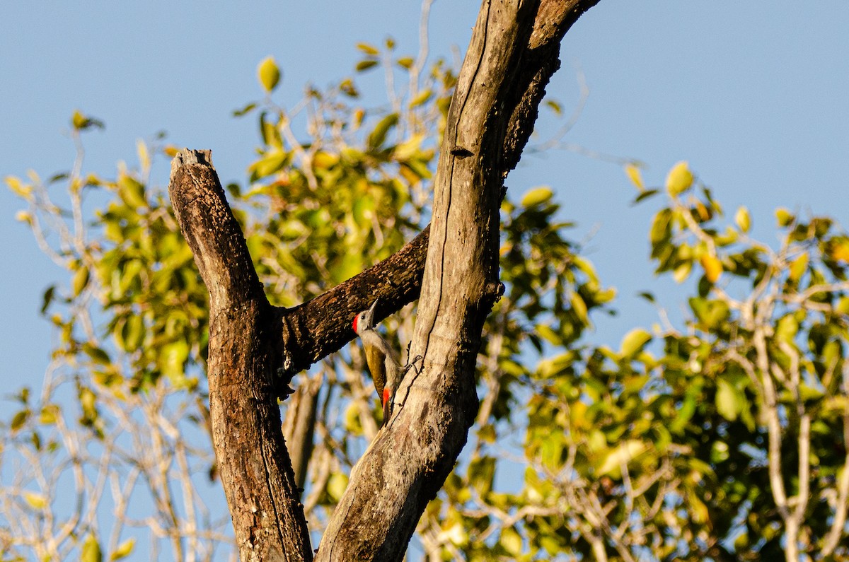 African Gray Woodpecker - ML179115771