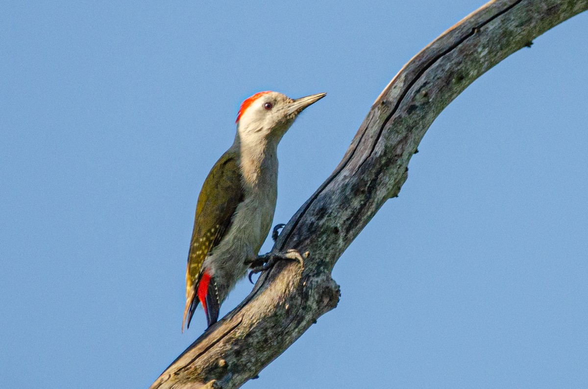 African Gray Woodpecker - ML179115781