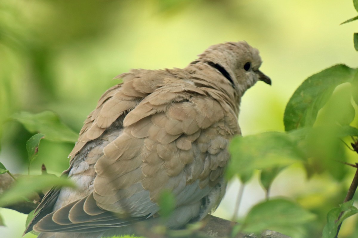 Eurasian Collared-Dove - Letty Roedolf Groenenboom