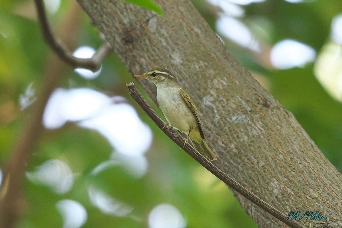 Eastern Crowned Warbler - Pary  Sivaraman