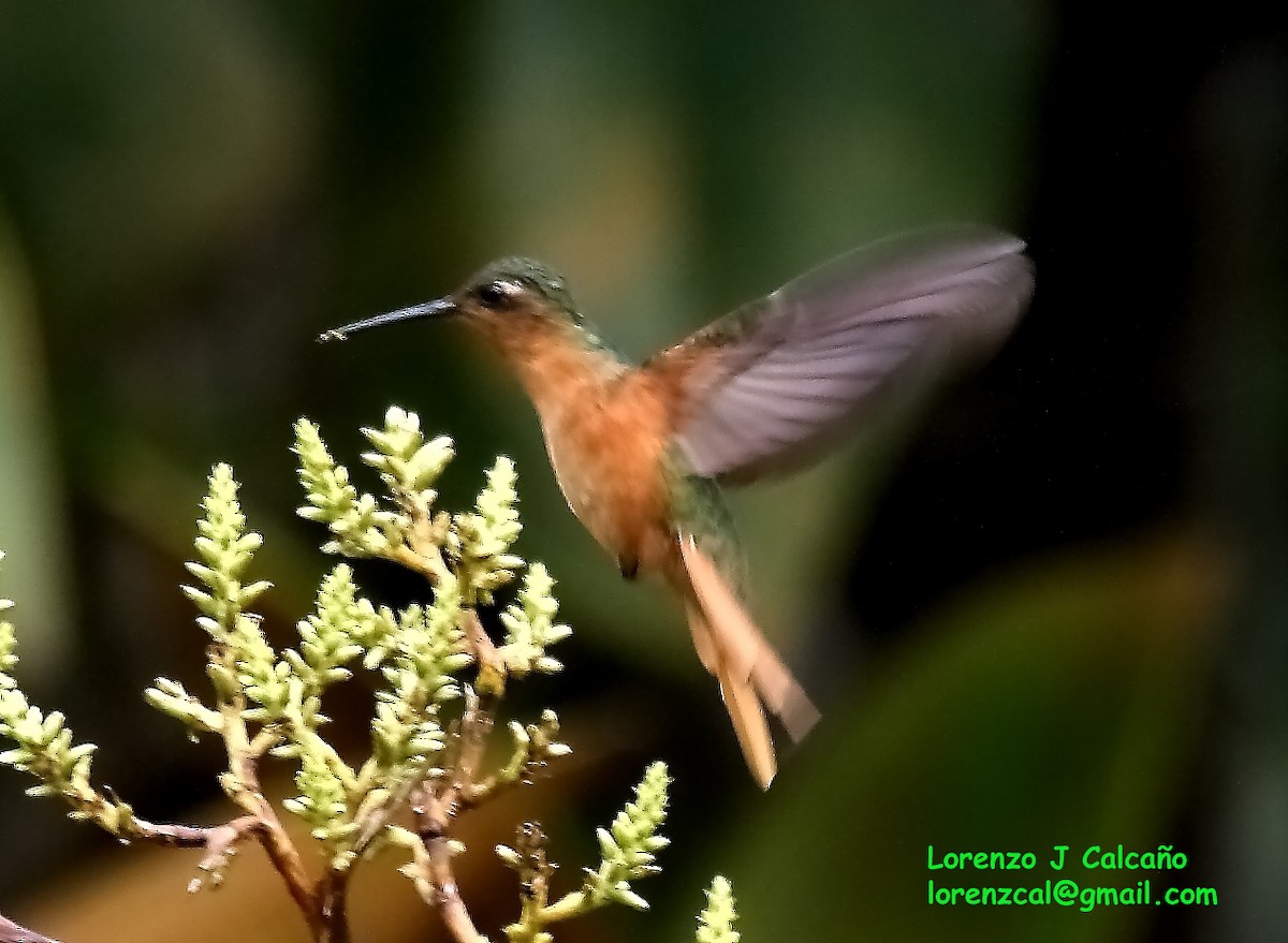 Rufous-breasted Sabrewing - ML179118571