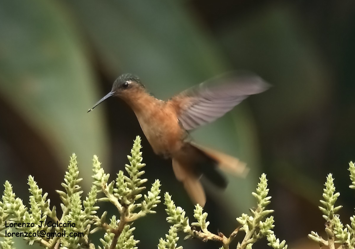 Rufous-breasted Sabrewing - ML179118591