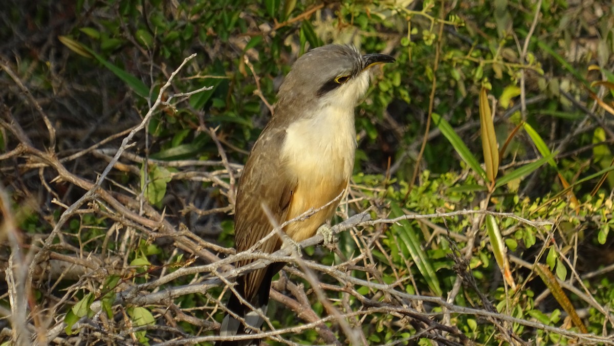 Mangrove Cuckoo - Quirijn Coolen