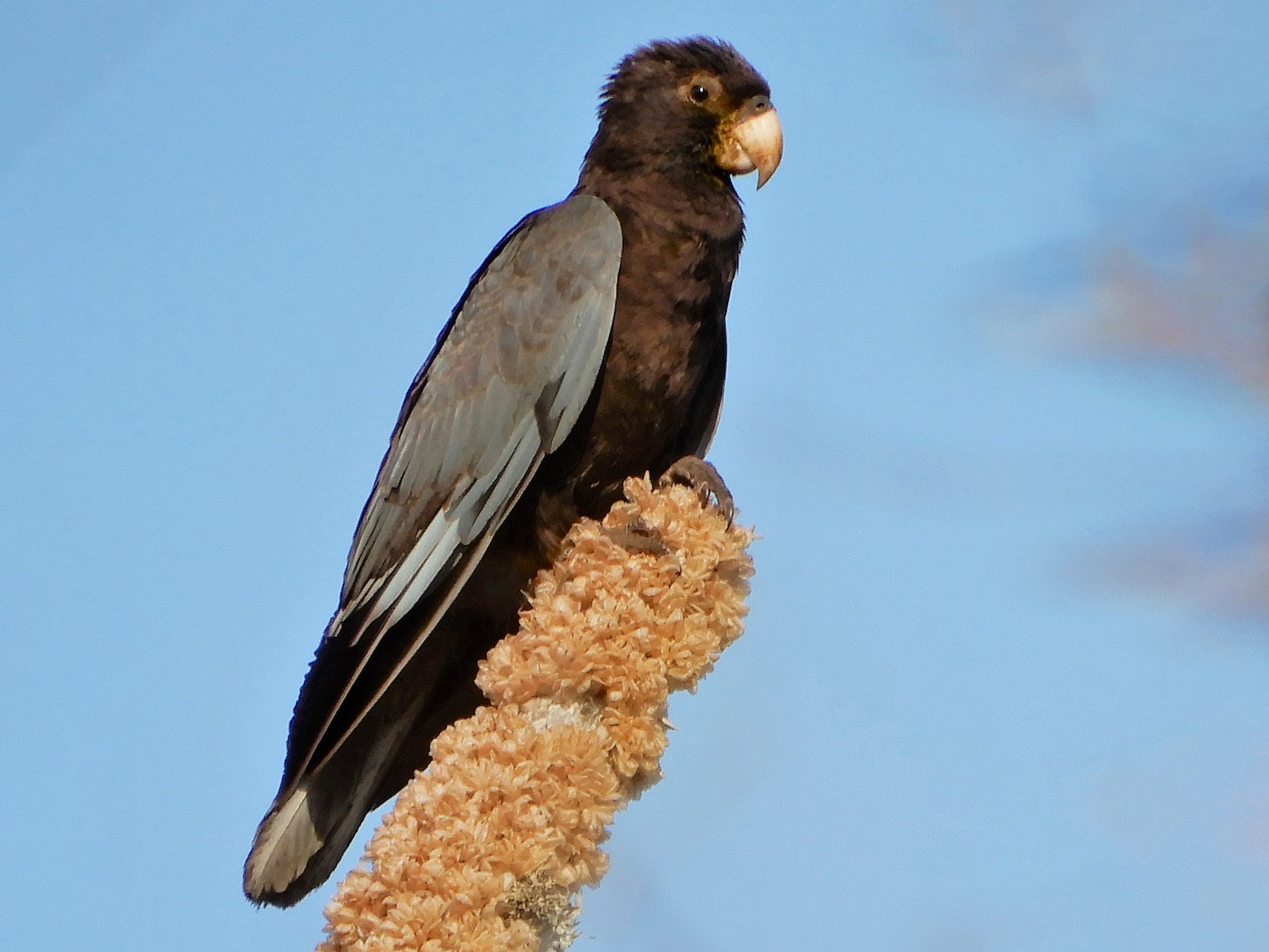 Lesser Vasa Parrot - Peter Zika