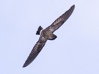  - Madagascar Spinetail