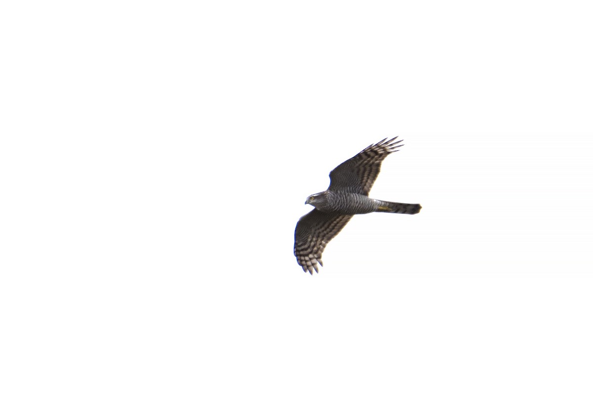 Eurasian Sparrowhawk - ML179124901