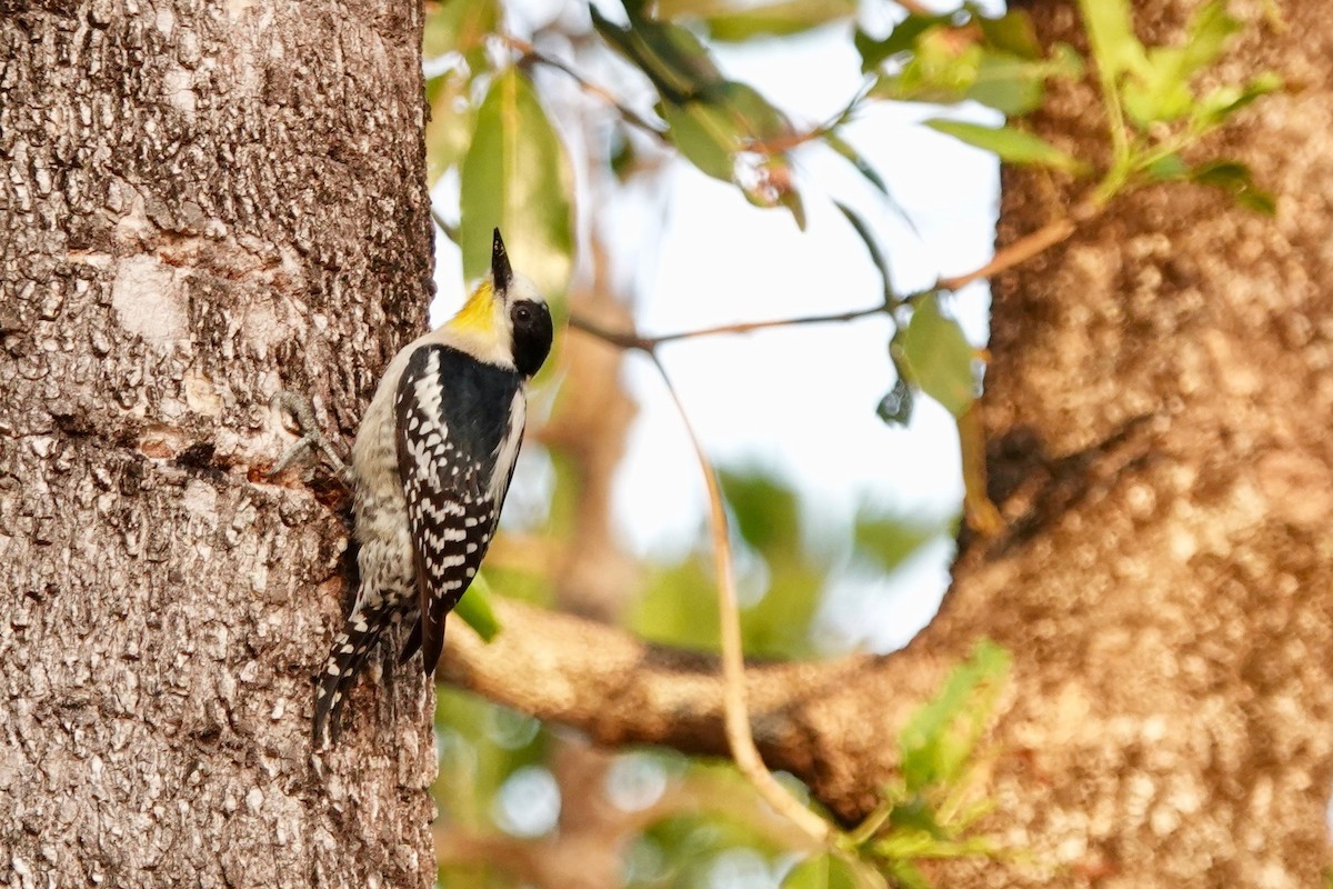 White-fronted Woodpecker - ML179124991