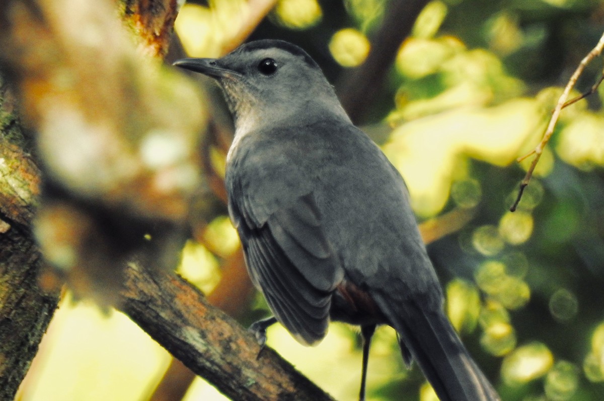 Gray Catbird - Florida Birder