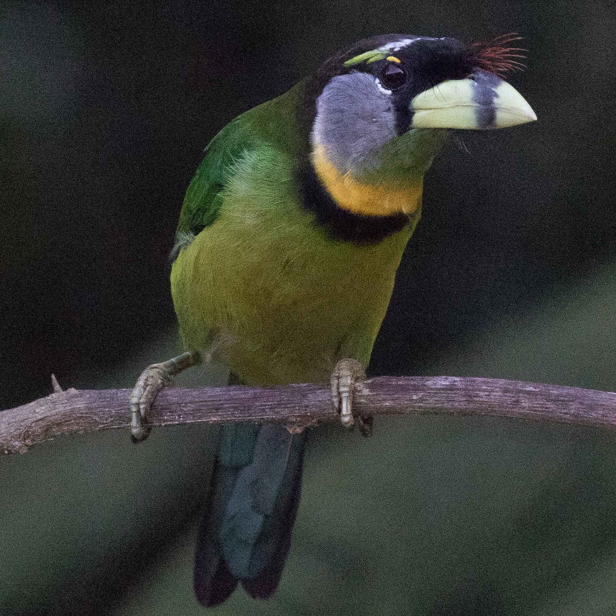 Fire-tufted Barbet - ML179133361