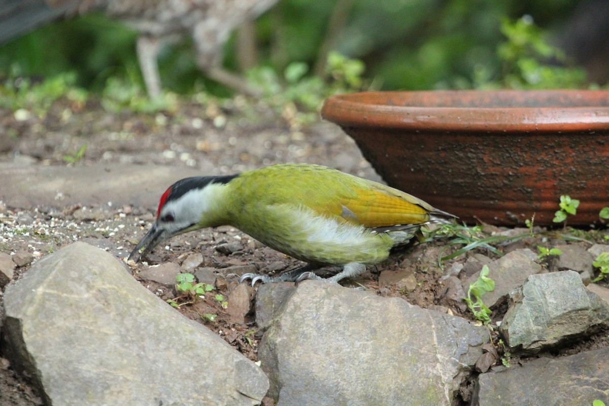 Gray-headed Woodpecker (Black-naped) - ML179134321