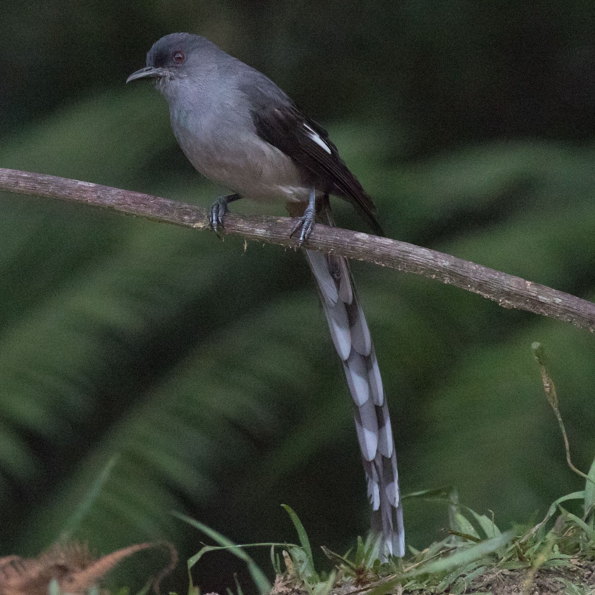 Long-tailed Sibia - ML179134391