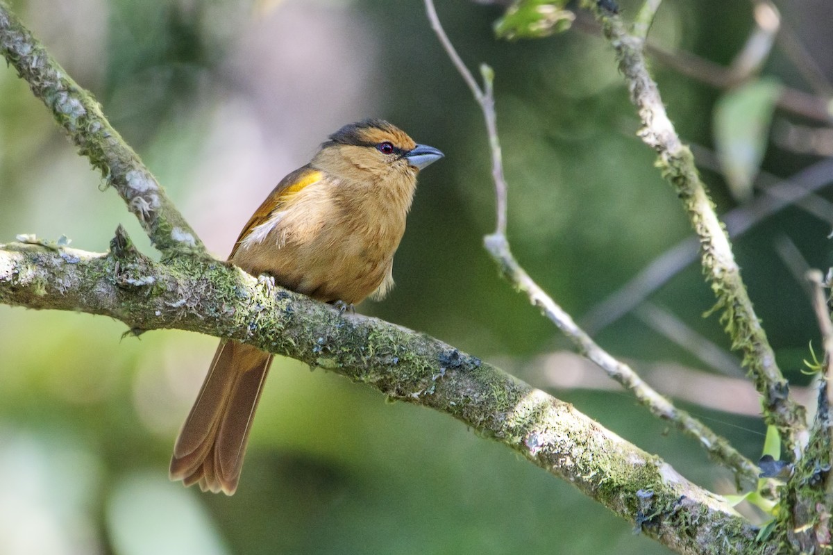 Brown Tanager - ML179135191